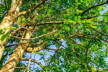 Background of nature