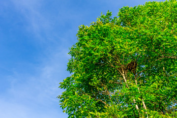 Background of nature