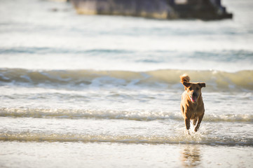dog running on the beach, spash water