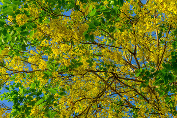 Background of nature