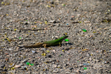 Green lizard on grey asphalt road
