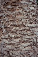 mediterranean palm tree texture 4