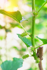 Mulberry fruit growing on the tree.
