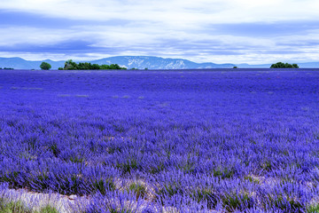 Lavender field in the South of France