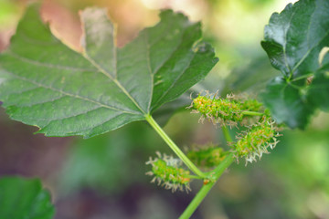 Mulberry fruit growing on the tree.