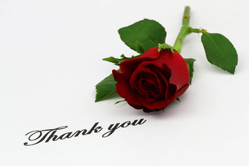 Thank you written on white paper and one red rose
