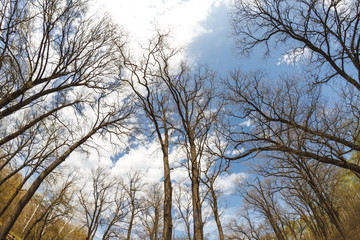Trees in a forest. Looking Up.