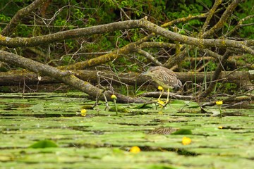 Bird hunting food
