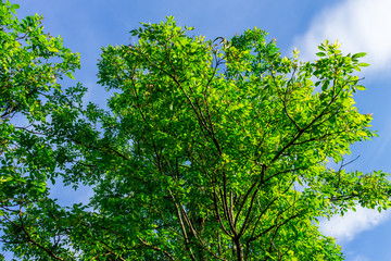 Background of nature