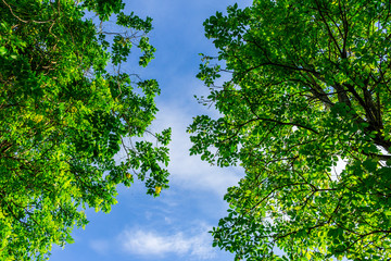 Fototapeta premium Background of nature