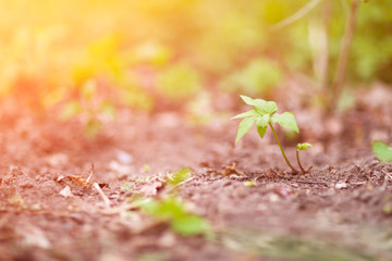 Sprouting leaves of bindweed outdoors spring summer day outdoors