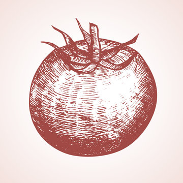 Tomato Hand Draw Sketch. Vector