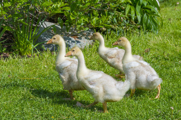 young white geese