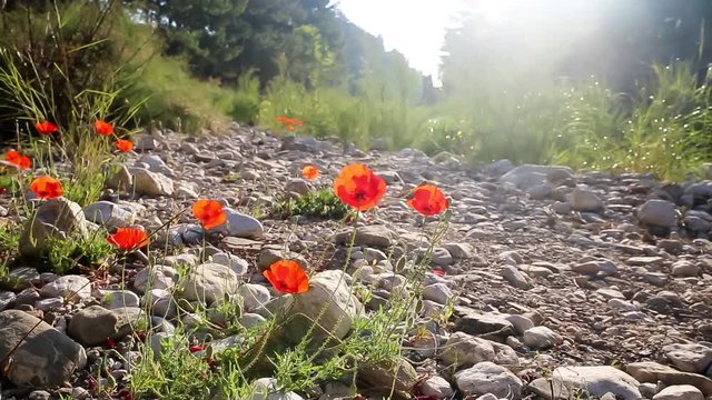 Poppy Flowers