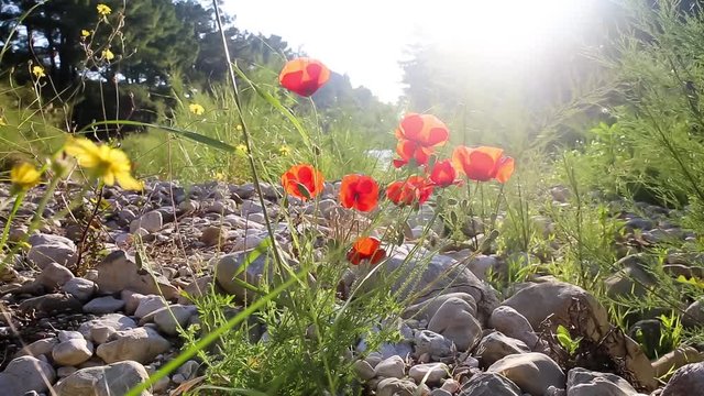 Poppy Flowers