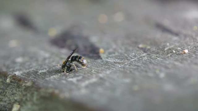 a sawfly is drilling a hole on the wood and flying away
