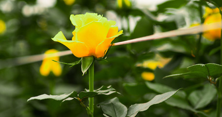 Beautiful single yellow rose flower in garden greenhouse