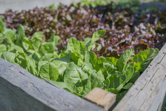 lettuce in the garden in raised bed