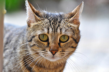 Portrait of beautiful grey cat. Domestic cat with big eyes outside.
