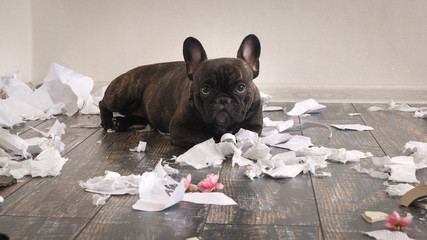 Funny dog made a mess in the room. Playful puppy French bulldog