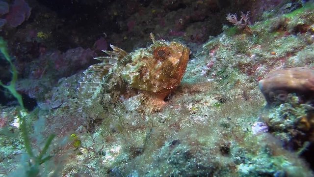 Costa Brava, diving the Mediterranean sea, Scorpion fish on the rocks, Spain