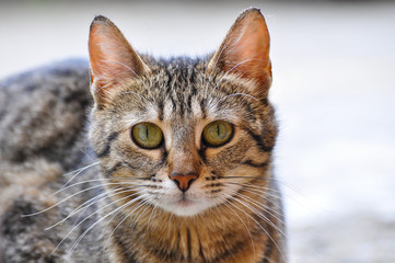 Portrait of beautiful grey cat. Domestic cat with big eyes outside.