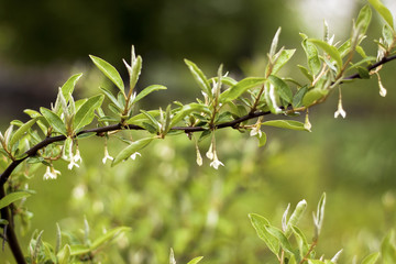 Bloom Goumi elaeagnus multiflora