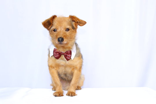 Chien Habille Images et videos libres de droits Adobe Stock