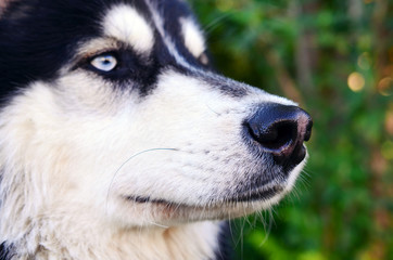 Siberian Husky Dog Snout - Close up view of alert dog