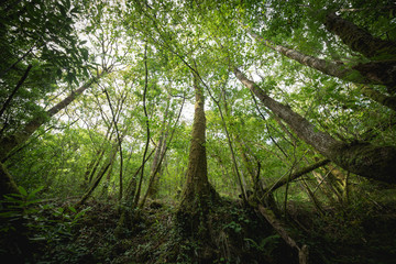 creciendo hacia el cielo