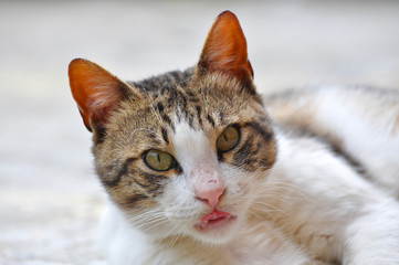 Portrait of beautiful grey cat. Domestic cat with big eyes outside.