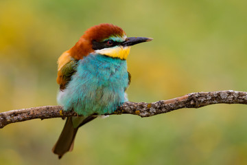 Portrait of a colorful bird