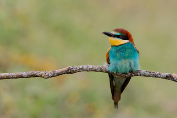 Portrait of a colorful bird