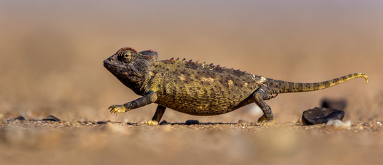 Desert march
