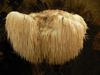 Igelstachelbart, Hericium erinaceus ausgewachsen an Holz © lebrac