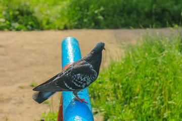 Pigeon. Dove. The large bird