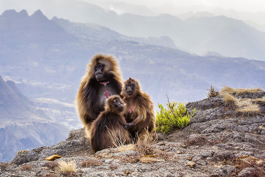 Ethiopia. Semien Mountains. Gelada Baboon.