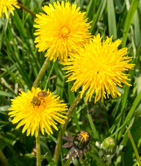 Worker bee gathering pollen on sow thistle flower at full sun