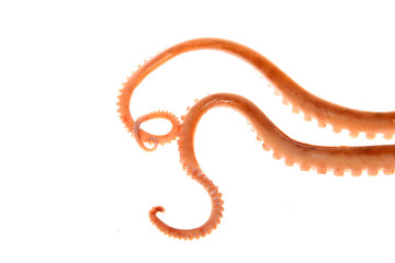 Octopus tentacles
