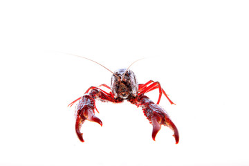 Crawfish, white background, close-up