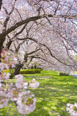 Fototapeta premium 公園 満開の花