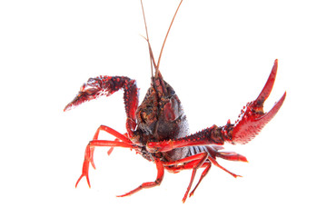 Crawfish, white background, close-up