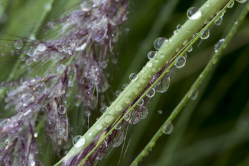 Water Drops on Grass