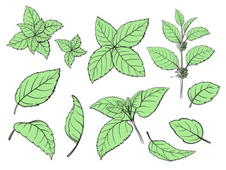 Mint hand sketch vector illustration. Peppermint engraved drawing of menthol leaves isolated on white background. Leaf herbal spearmint plant