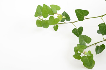 観葉植物