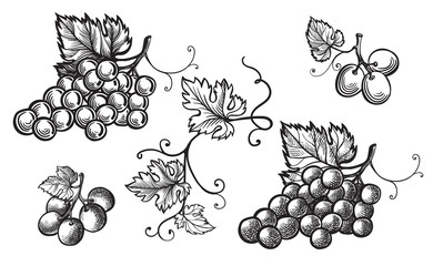 Set of grapes monochrome sketch. Hand drawn grape bunches.