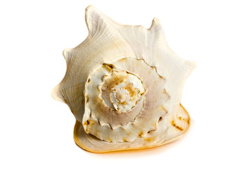 the big cockleshell is isolated on a white background