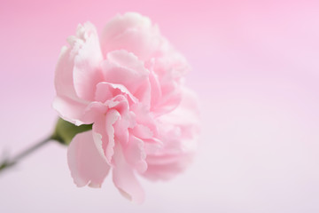 カーネーション