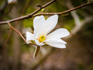 Inflorescence a lovely white flower of a white magnolia.