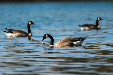 Kanadagänse schwimmen im See